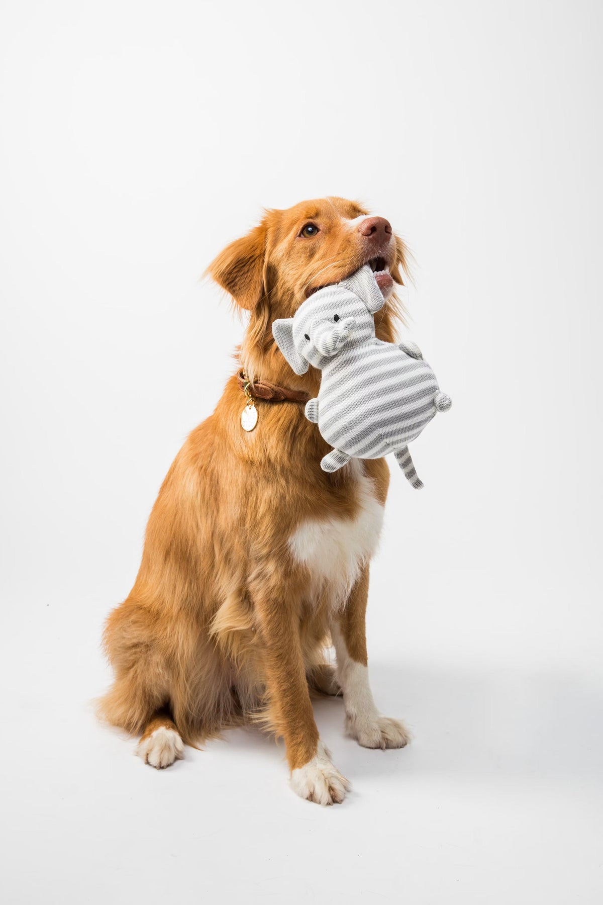 For Dogs
